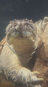 43K views · 1.3K reactions | Tyler the snapping turtle vibing out in his brand new habitat in the Reptile and Amphibian House!  | Philadelphia Zoo | Facebook