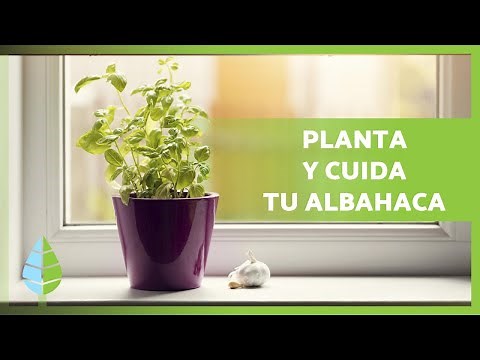 How to Grow Basil in a Pot🌱 Planting, pruning, watering and more!