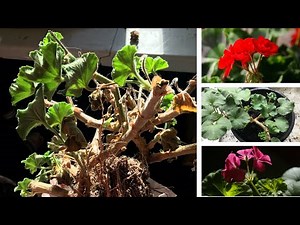 Overwintering Geraniums