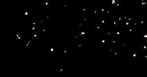 Cherry Blossom Petals Falling