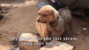 37K views · 236 reactions | Gunnar was found in the Groendal township...