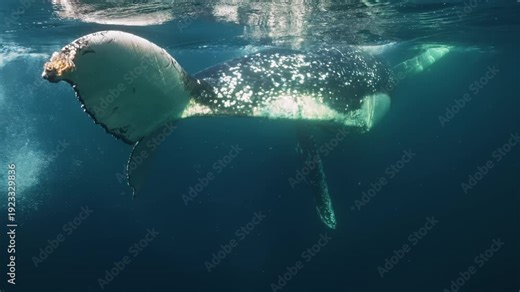 Humpback whale giant tail underwater of Pacific Ocean. Giant animal Megaptera Novaeangliae in Tonga Polynesia. Concept of family idyll of whales sea animals and underwater megafauna wildlife nature.
