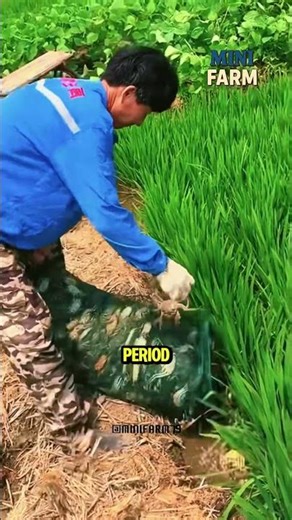 How are crabs raised in China? #shorts