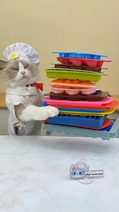 9.6K views · 241 reactions | Puff is trying out every single ice tray you can find! ​⁠#thatlittlepuff #catsofyoutube #hacks #fyp #foryou | Littlepuff | Facebook
