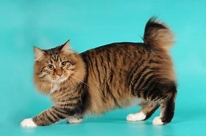 Characteristics of American Bobtail Cats | LoveToKnow Pets