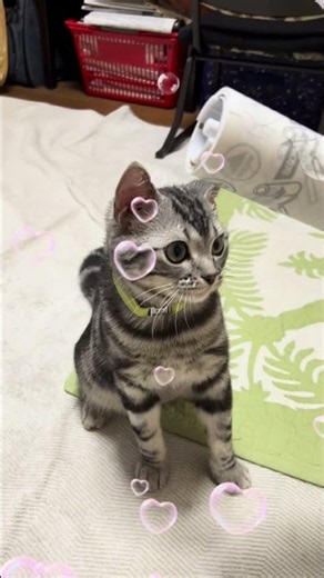 【そらの成長記録】猫を撮るのが大好きな飼い主笑笑#そらtube #猫好きさんと繋がりたい #猫 #愛猫 #子猫 #アメショー