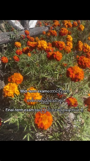 Mid-term Exam ကျောင်းသားတွေရဲ့ စိတ်အသာပေးချက်