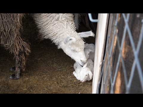 Guard Llama and Sheep Interaction
