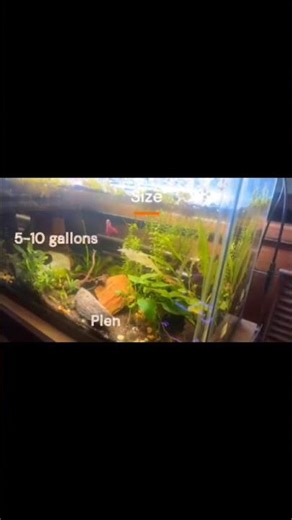 Betta fish tank essentials (created and shared by hunterotoole_ on IG)