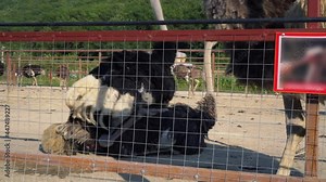 Ostrich Farming. Hen mate with male. Ostrich Mating Dance. Reproduction of ostriches