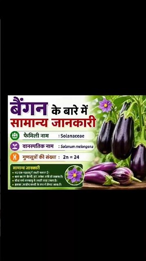Brinjal