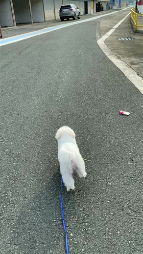 Exciting Maltese Dog Adventures to Start the Year