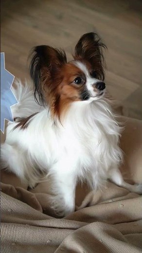 Is Your Dog Scared? 😱🐶 Hidden Fear & Anxiety Signals You Miss Daily!