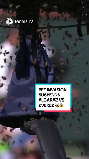 Bizarre Bee Invasion Stops Alcaraz vs Zverev Play 🐝😱