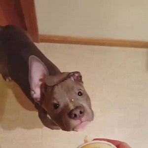 This little guy loves squirty cream! | UNILAD