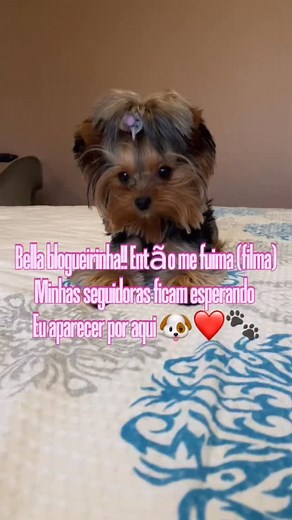 3.8K views · 5K reactions | Bella Blogueirinha!!! Está me “fuimando”?? Meus Seguimores ficam me esperando aparecer por aqui para alegrar o dia deles. Então me “fuima” papai ❤️ #minhabella #blogueirinha #mefilma #fofura | Bella Yorkshiree Mini | Facebook