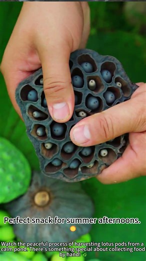Harvesting fresh lotus pods: nature's bounty! 🌸
