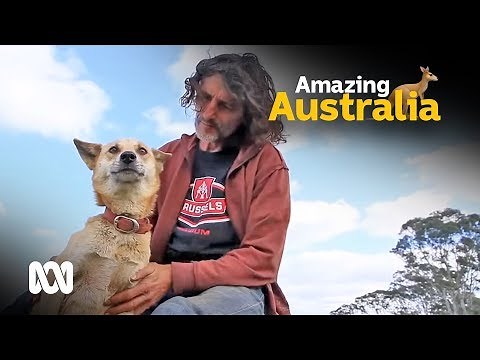 Farmer controls wild dingos with his own pack 🐶 | ABC Australia