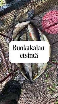Onko hauki hyvä ruokakala?🐟 #kalastus #suomi #fishing #kala #hauki #catchandcook #ruoka #ahven