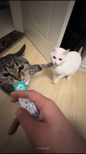 Cute Hungry Cat Eating So Adorably 🐱🍗 | Sweet & Funny Kitty Moments ❤️