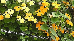 Plants: Climbing jasmine - Care of summer jasmine, Solanum jasminoides | 2025