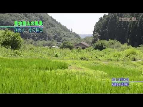 【里地里山の風景⑨Satoyama Landscape】～夏・横沢入の棚田景観 東京都あきる野市～