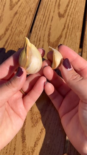 Meagan Lloyd on Instagram: "Are you growing elephant garlic? 🧄 #gardeningtips #gardeninspo #garlic #elephantgarlic #growyourownfood #backyardgarden"