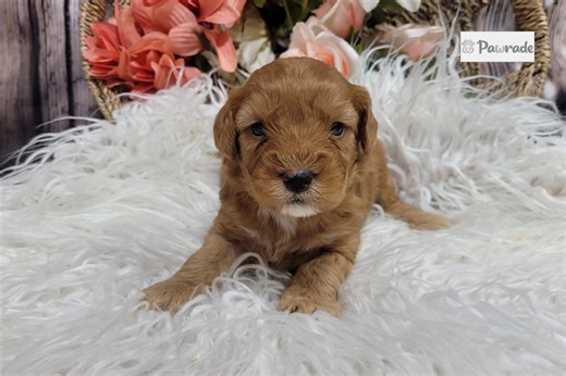 Kaylee - Whoodle Puppy E041DF