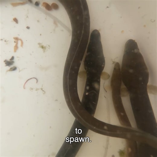 5.5K views · 97 reactions | The critically endangered European eel...