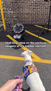 Deaf Miss Alice Saving The World From the Evil Bubbles #doglover #dogsofinstagram #doglife #reelsvideoシ #reelsfypシ #foryourpage | Cole the Deaf Dog- The Team Cole Project