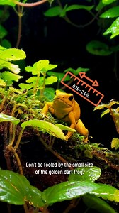 3.5K views · 27 reactions | The golden dart frog, one of the most...