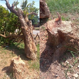 300-year-old tree planted by Komfo Anokye cut down by unknown person