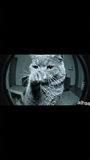 Mochie “CCTV Error: Cat Creates a Glitch Loop”