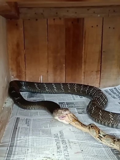 KING COBRA VS PHYTON RETIKULATUS gigitan atau lilita 03 #python #snake #animals #wildanimals #animalworld