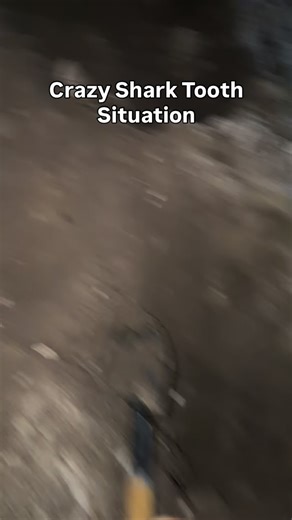 6K views · 151 reactions | Always check your hole before you leave! Thanks @jack.steyskal for digging this tooth out for me to walk over and find. Another nice Angustidens (ancient megalodon ancestor) shark tooth fossil from these amazing Sand Mine piles at @palmettofossilexcursions | SHRKco | Facebook