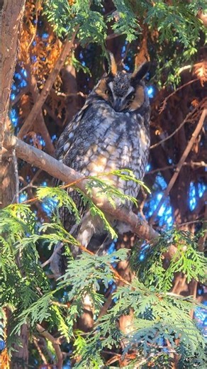 Long-eared Owl With a Stare of Death in 4K 💀👹🦉