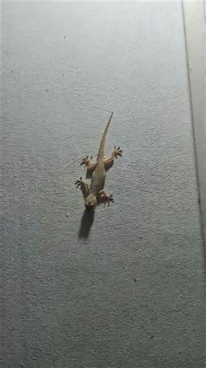 Why Do Lizards Break Their Own Tails? 🦎 #animalfacts #animals #shortsvideo
