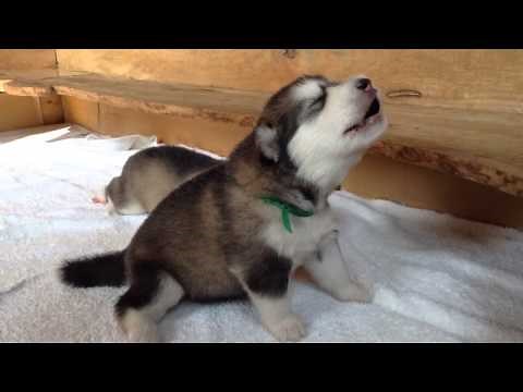 Baby wolf is learning to howl