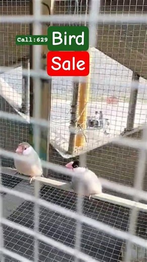 java bird#2 pic #ekmotahathighumechala