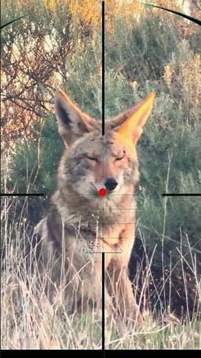 Wolf Hunting | Caccia al lupo | Chasse au loup