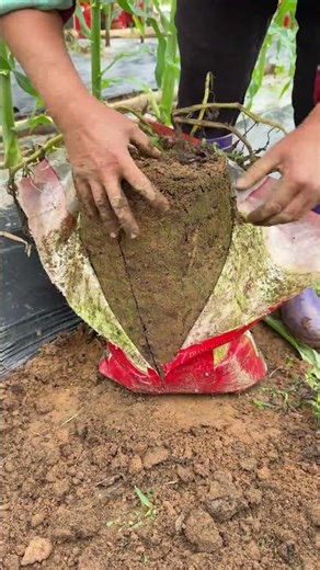 Cut Open the Woven Bag, Potato Bumper Harvest Scene