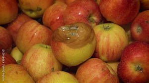 One rotten spoiled apple with mold after disease on background of colorful vitamins close up. Fresh harvest for fruit production in food industry