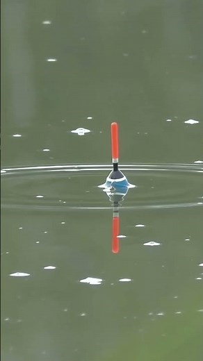 4K 60fps HDR / catching big catfish in fresh water.