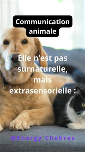 Communication animale #bienêtreanimal #animalintelligence #communicationanimale