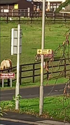 Donkey is wearing jacket #shorts