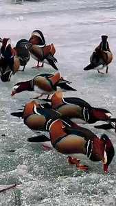 29K views · 1.4K reactions | A flock of mandarin ducks were busy pecking at food on ice surface at Yuyuantan Park in Beijing, where the temperature dropped below zero at night in winter. #EcoFuture #FunChina | China Plus Culture | Facebook