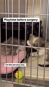 Meet our brave little fighter! This sweet kitten was born with pectus excavatum, a condition where the breastbone is sunken into the chest, putting pressure on the heart and lungs. Today, she underwent surgery to correct it—and she did amazing! We’re so proud of her resilience and can’t wait to see her grow stronger each day. Follow along for updates on her healing journey! #pectusexcavatum #kitten | Dr. Jessica Thompson