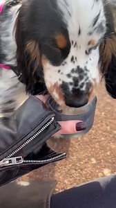 🐶 Une pause boisson bien méritée ! Parce que nos compagnons aussi ont droit à de l’eau filtrée.💧 La gourde filtrante Active est l'accessoire parfait pour vos balades 🌳 🌾 | BRITA France