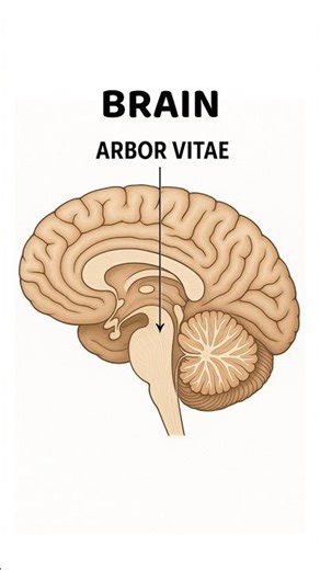 What Is the Arbor Vitae? Explore the Brain’s Tree of Life! 🌿🧠 #Neuroscience #BrainFacts #Anatomy