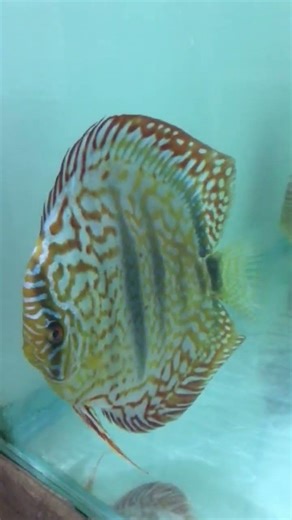 discus breeding pair ❤️ 😍 💙 #fish #shorts #pets